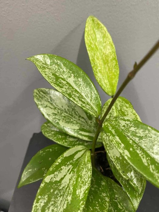 Hoya Carnosa Silver Spots Hoja