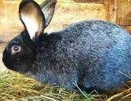 Кролики " Полтавське срібло"