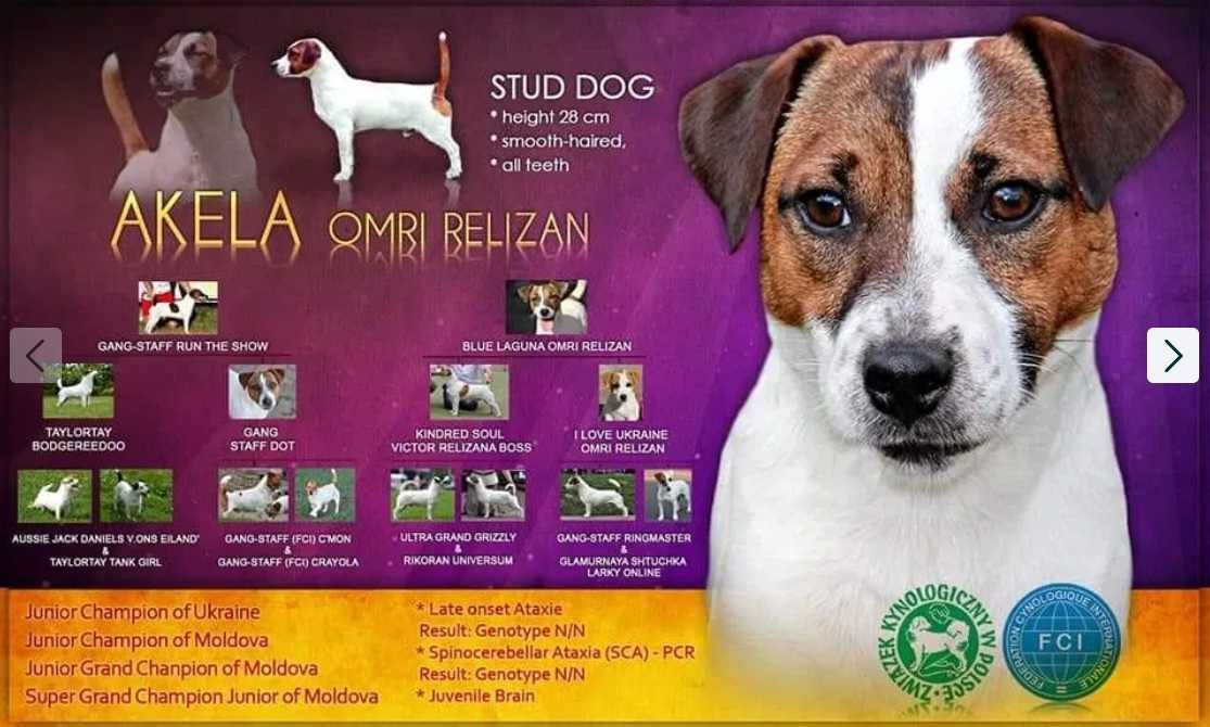 Jack Russell Terrier FCI ZKwP