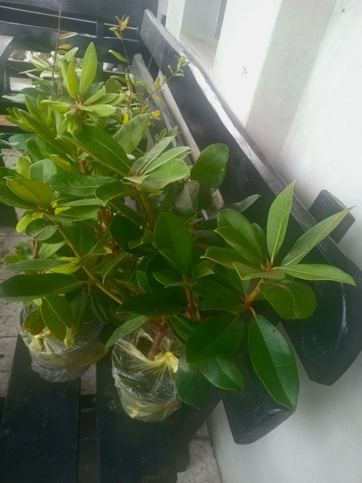 Сакури трирічні( рододендрони, бузки)