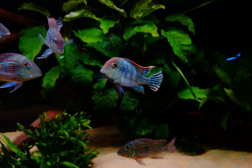 Casal Geophagus Red head tapajos