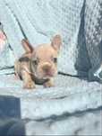 Buldog francuski kremowy isabella platinum platynowy lilac lilak