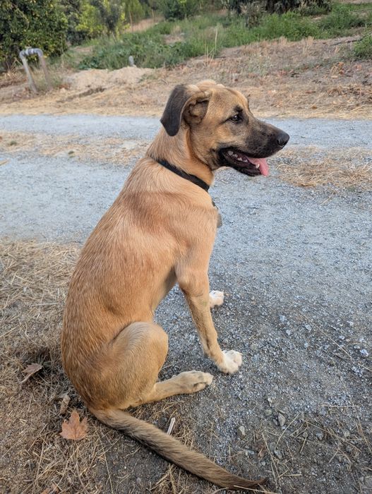 novo lar necessário para filhote macho de 6 meses