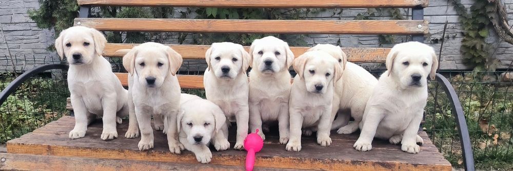 Белый Мишка Лабрадорчики Элитные щенки Питомника есть Доставка за гран