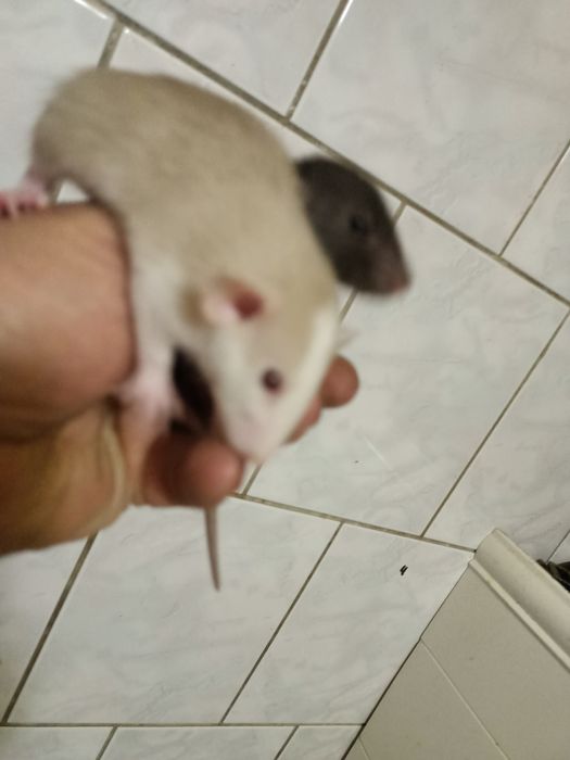 Крыски крисята Дамбо ручные