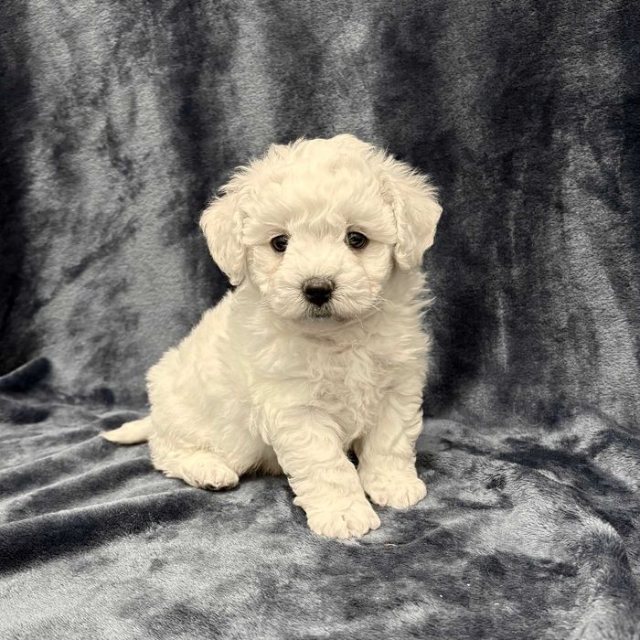 Bichon frise FCI, piękny piesek