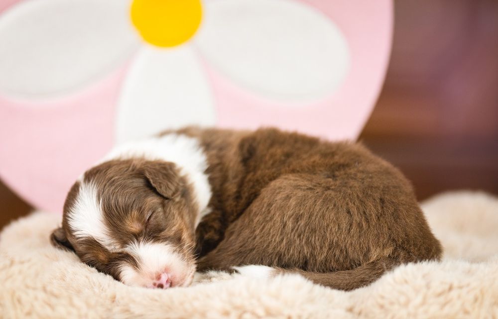 Zarezerwowana: Owczarek australijski (typ amerykański) - Suczka Red Tr