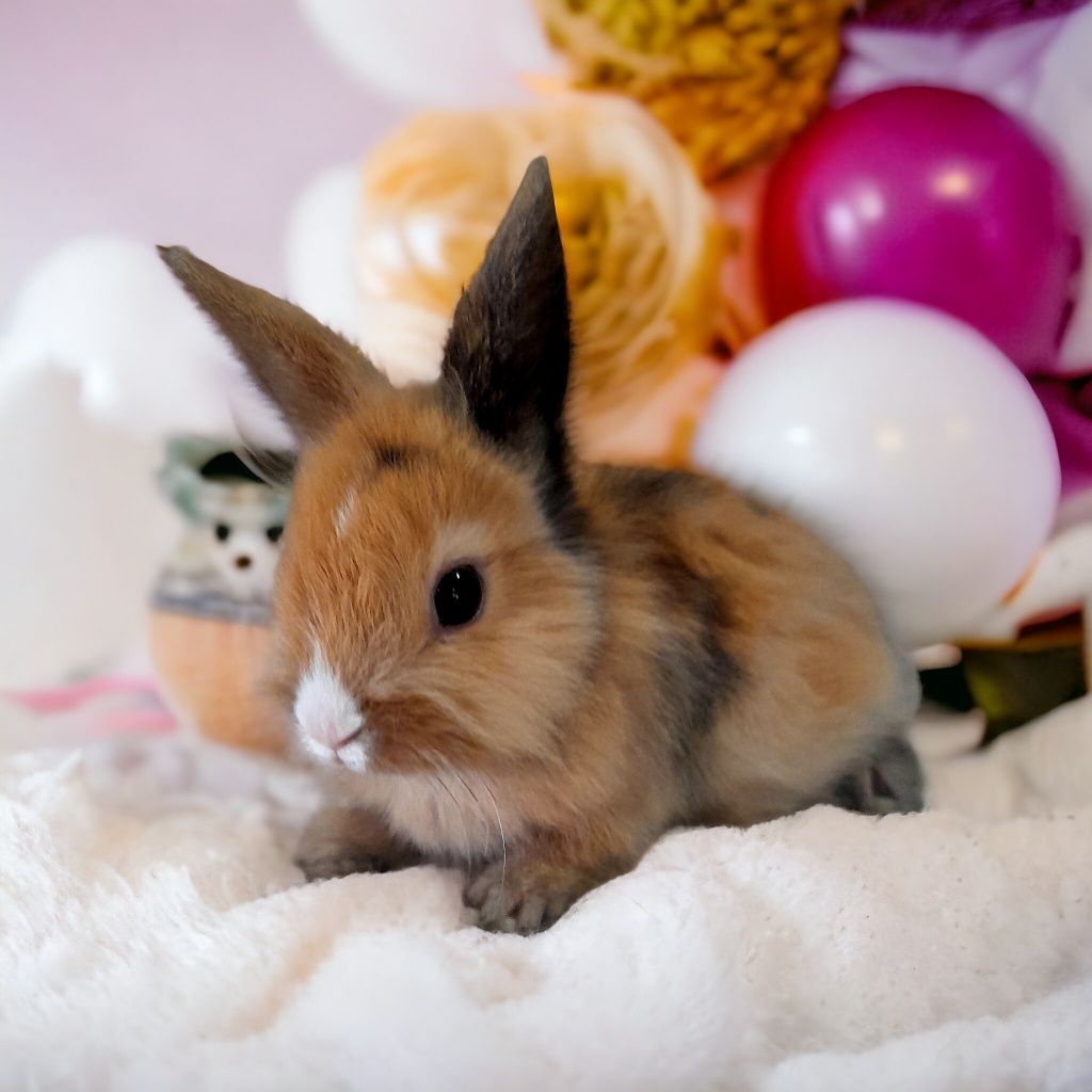 Karzełek Teddy, karzełek rex, Mini lop, baranek miniaturka