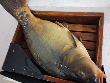 Karp 3-4,5 kg na łowisko