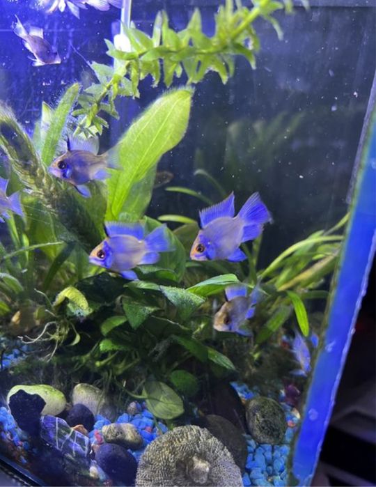 Фирменный акварикм Aqua на 20л с всем оборудованием