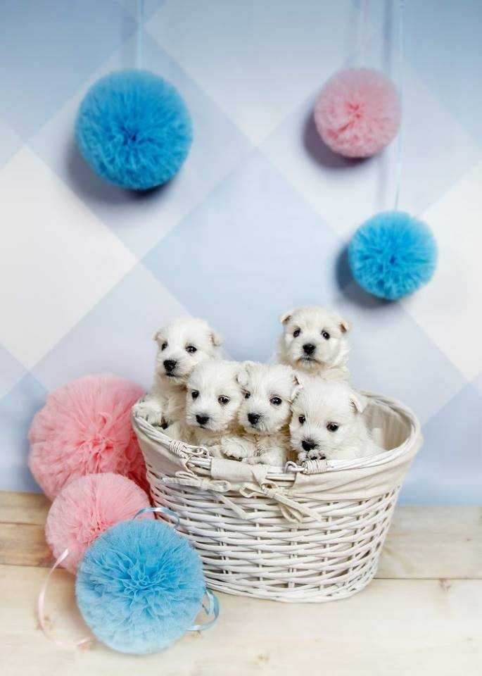 West Highland White Terrier - suczka ZKWP / FCI
