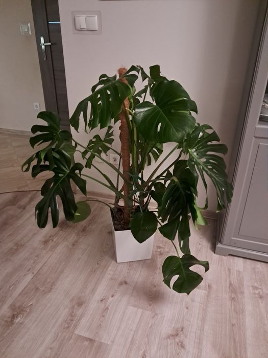 Monstera deliciosa