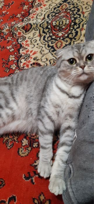 Кошенята Мама Скотішфолд