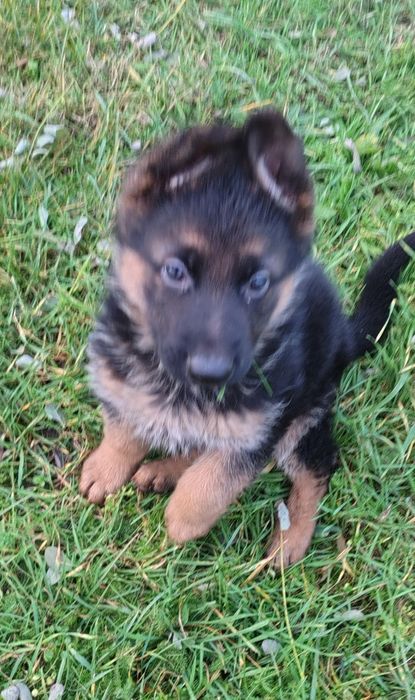 Owczarek Niemiecki -szczeniak piesek