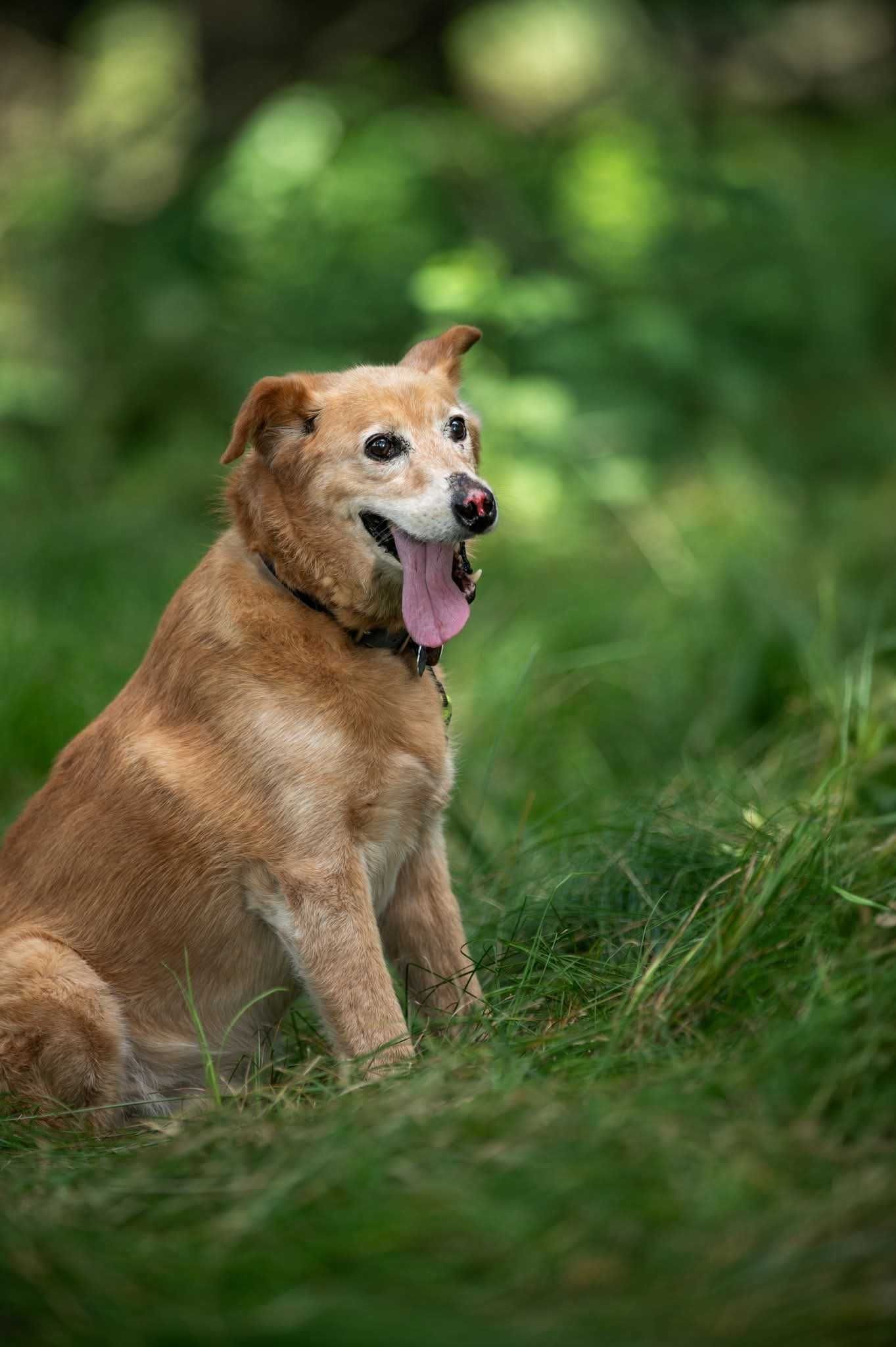 Nosek - rudy slodziak szuka domu ADOPCJA