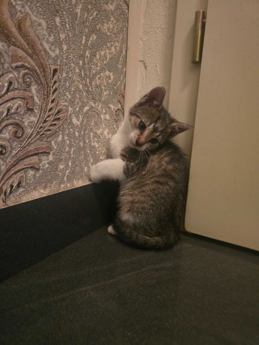 Cztery Koty 2 miesięczne
