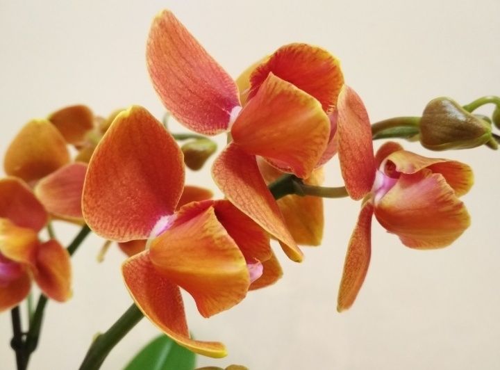 Орхидея фаленопсис, пелор оранжевая
