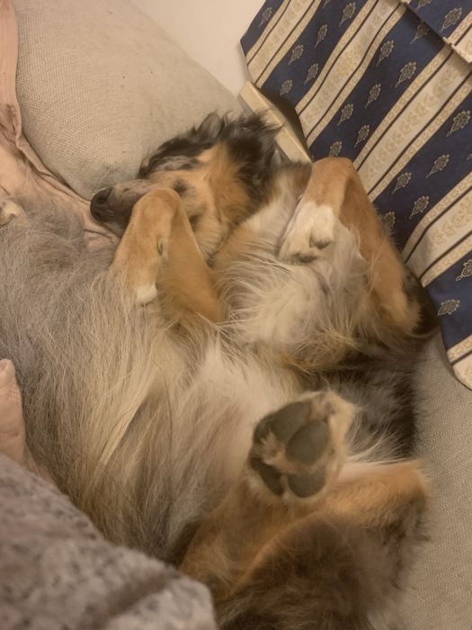 Domowy hotel dla psów Niunieczkowo