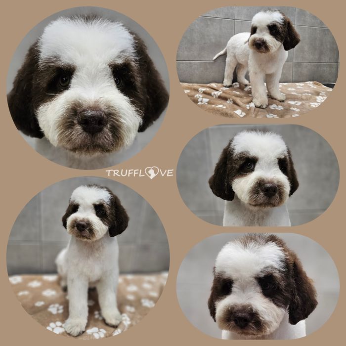 Lagotto Romagnolo FCI – biało-brązowy piesek, miot STRANGER, Trufflove