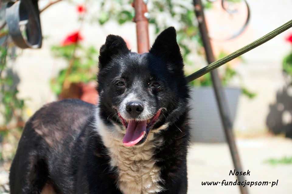 Nosek - spokojny psiak