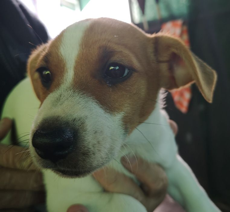 Oddam za darmo, piesek rasy Jack russel terier