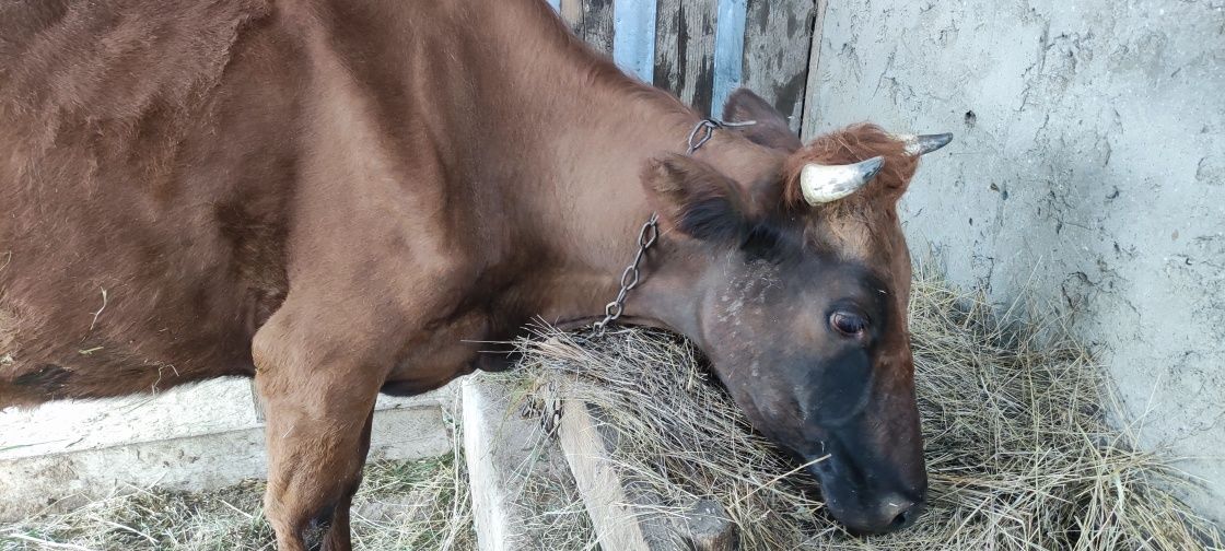 Продам корову на хозяйство