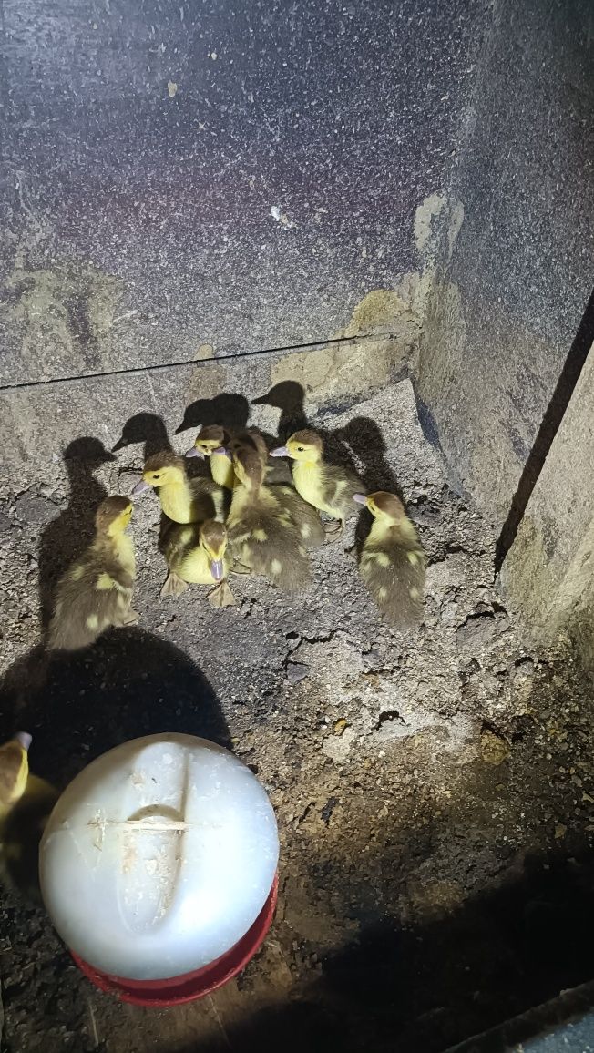 Patinhos Mudos Castanhos