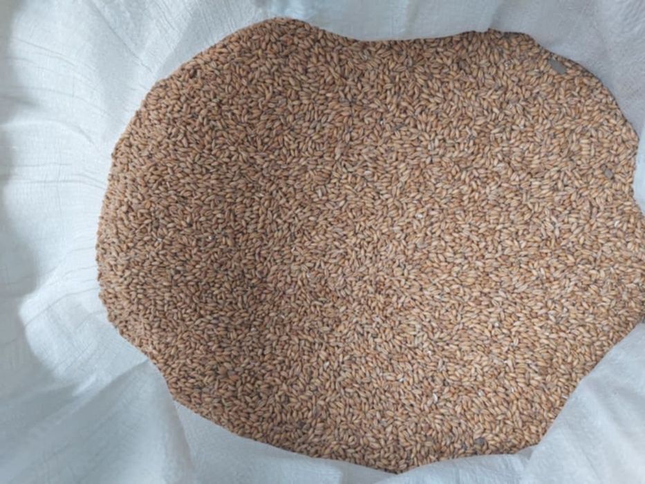 Sprzedam pszenżyto -zbiór 2025