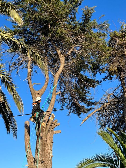 Arborismo avaliação e poda de árvores