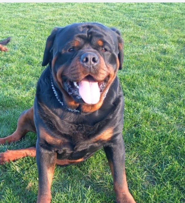 Rottweiler szczeniak