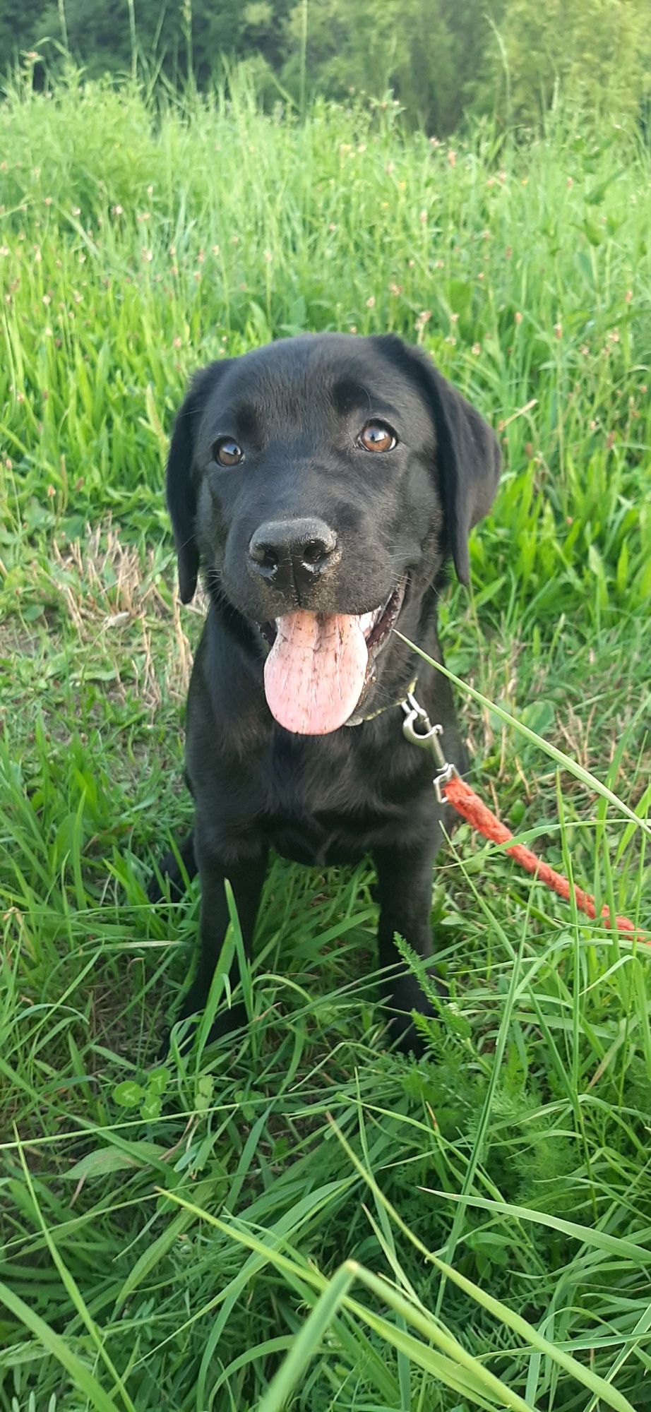 Labrador Retriever FCI