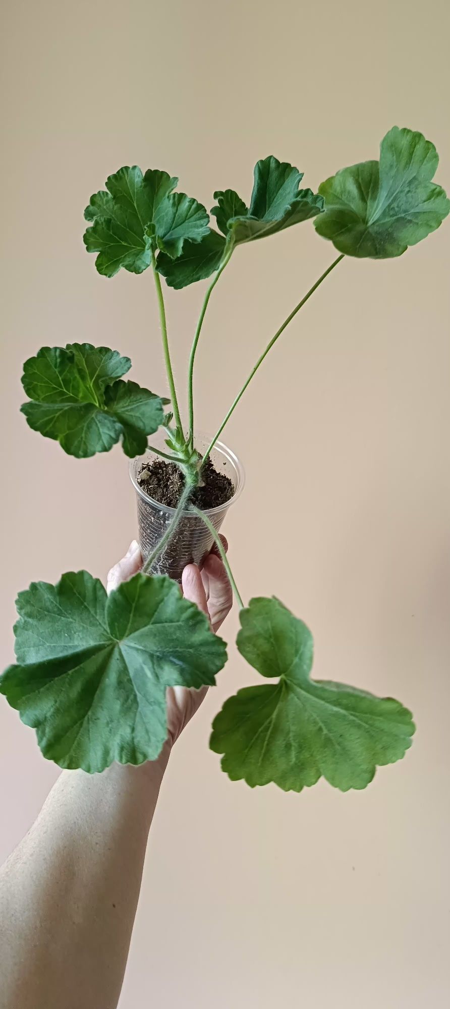 Sadzonka  pelargonii odmianowej TA Emmanuel