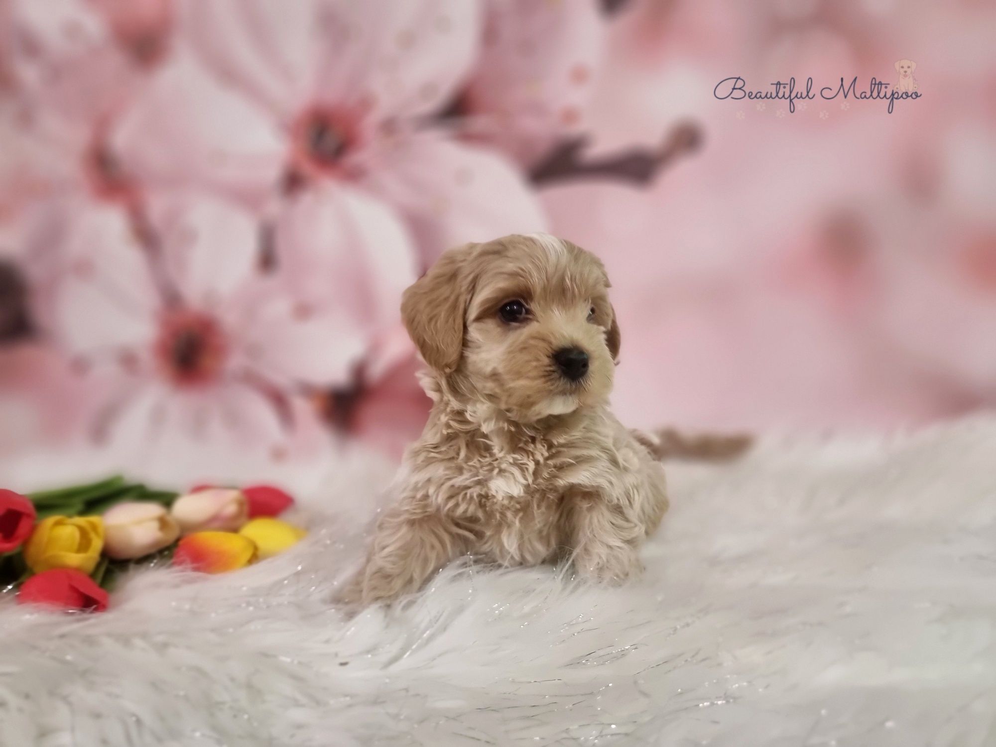 Maltipoo śliczne szczeniąta po pięknych rodzicach