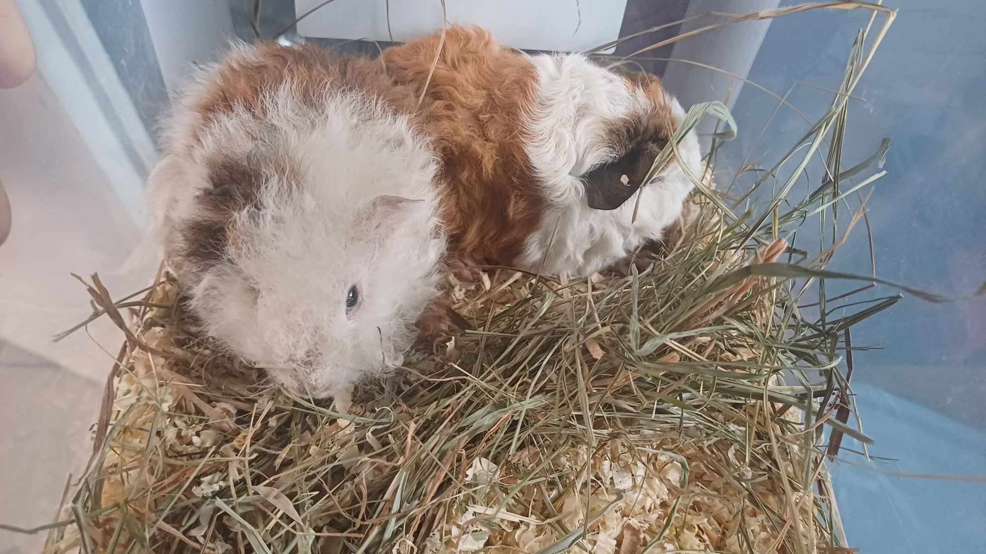 Świnka Morska Białystok sklep zoologiczny DOBRY GUCIO