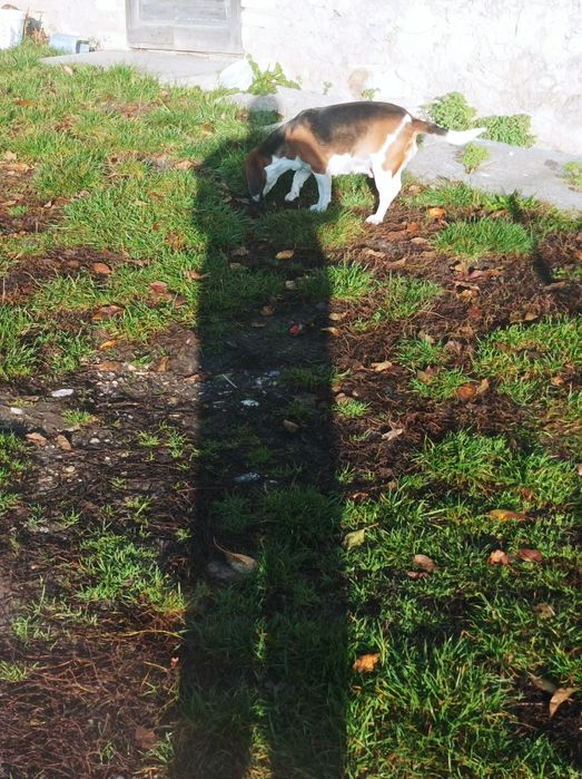 Beagle dorosła suka
