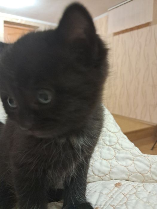 Віддам кошенят в добрі руки