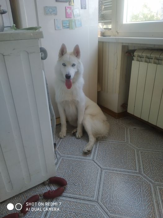 Продам щенка Сибирская-хаски