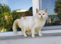 Ніжний та ручний котик шукає родину