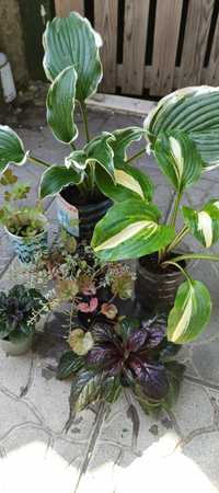 Продам набор растений для тени