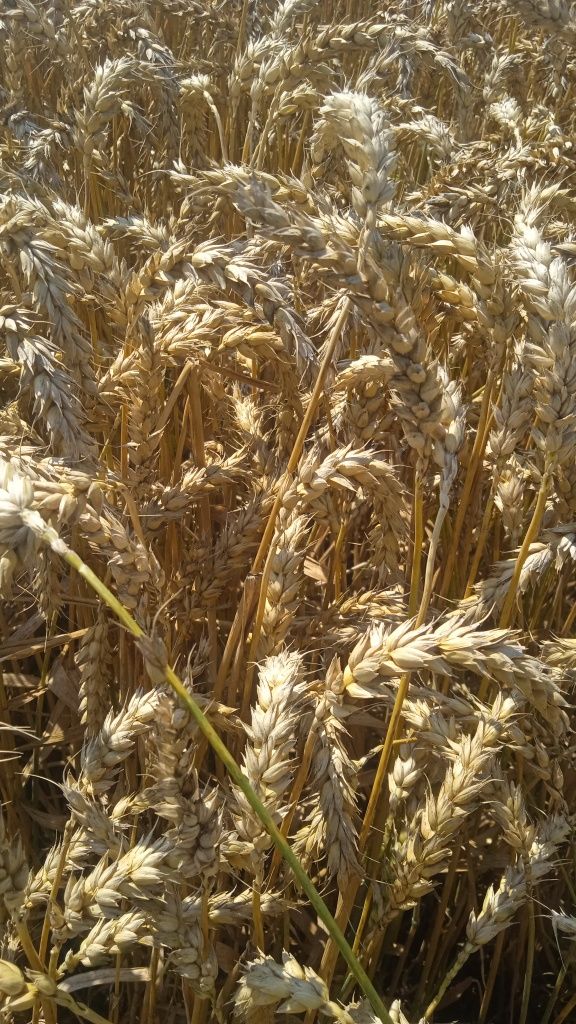 Продам озиму пшеницю