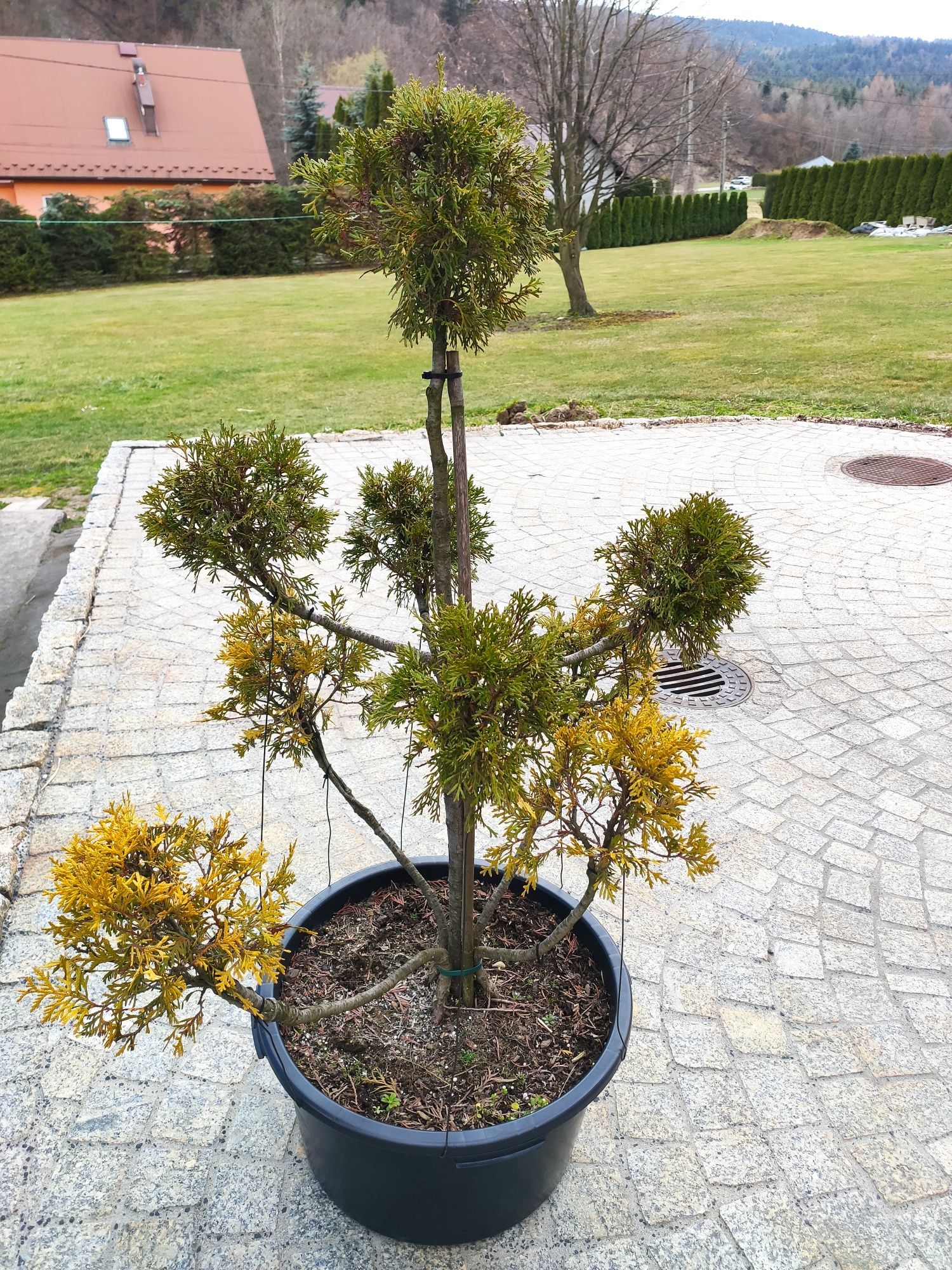 Thuja Tuja formowana kulki dwukolorowa