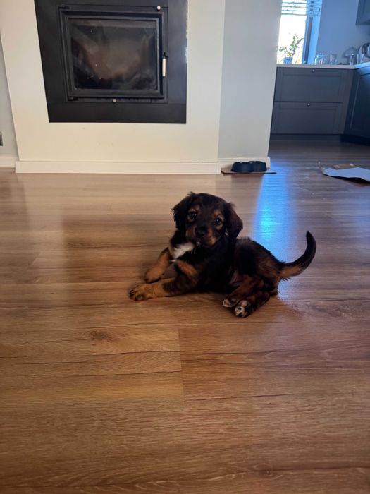 Oddam pieska za darmo