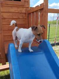 Jack Russell terrier