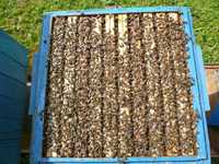 Pszczoły pakiety pszczele odkłady MN maj 2024