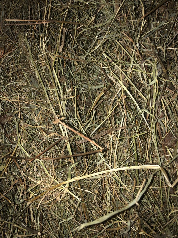 Siano w workach (lucerna, koniczyna) dla królików, świnek morskich