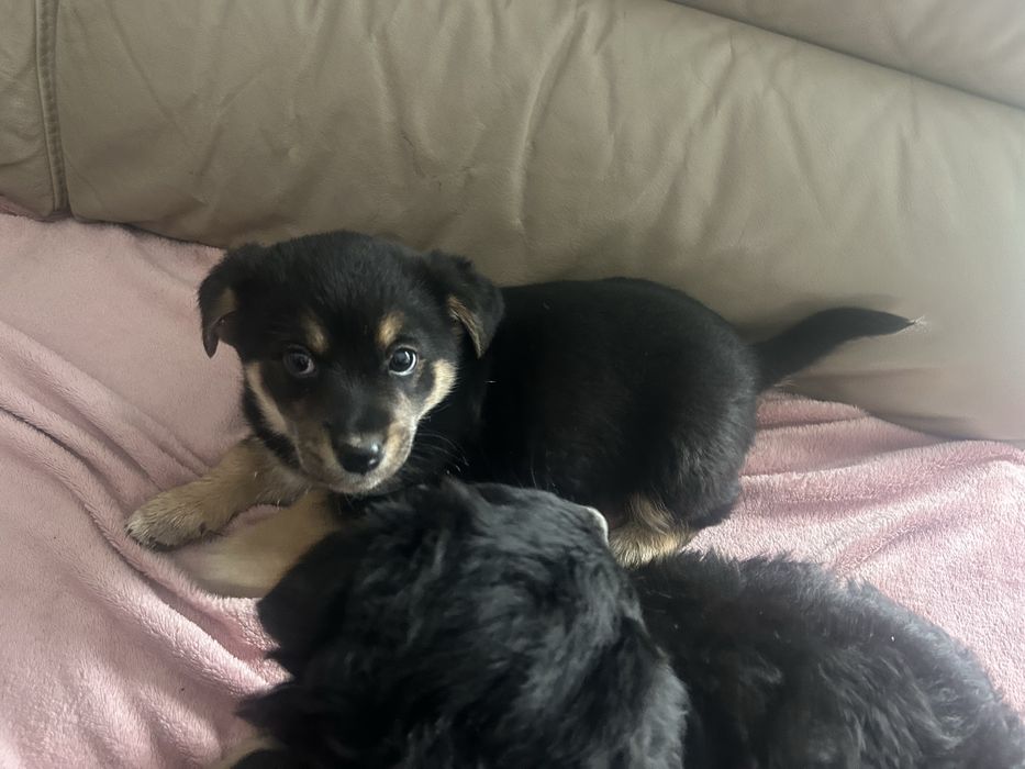 oddam pieski za darmo