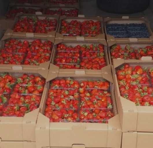 Продам клубнику сорта Клері Альба