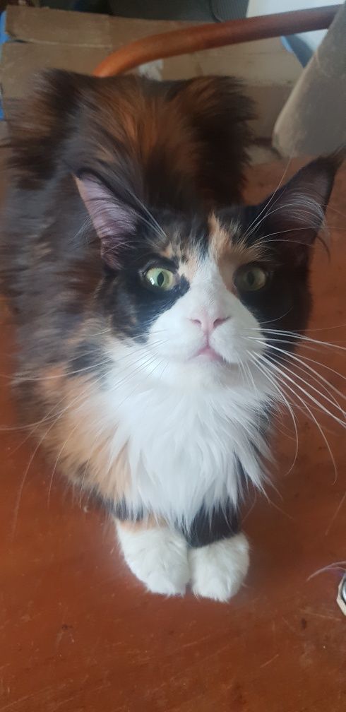 Śliczna kotka Maine Coon
