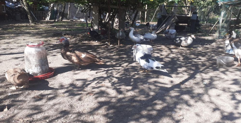 Kaczki Kaczory Drób