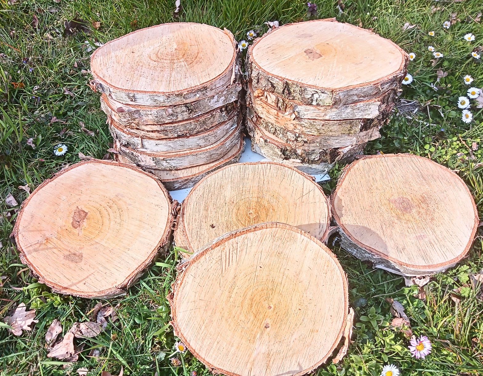 PLASTRY DREWNA Brzoza Sosna 20 SZTUK 20-25cm Krążki Podstawki